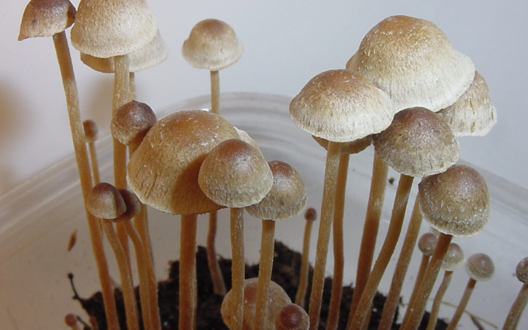 Feds Announce Plan To Fund Research On Using Psychedelics To Treat Chronic Pain In Older Adults